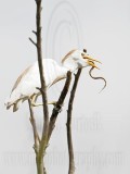 _MG_2339 Cattle Egret.jpg