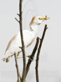 _MG_2346 Cattle Egret.jpg
