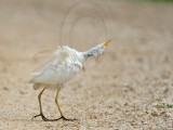 _MG_2826 Cattle Egret.jpg