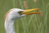 _MG_2875 Cattle Egret.jpg