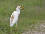 _MG_2898 Cattle Egret.jpg