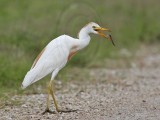 _MG_2914 Cattle Egret.jpg