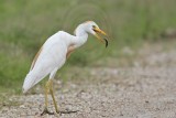 _MG_2919 Cattle Egret.jpg
