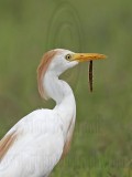 _MG_2947 Cattle Egret.jpg