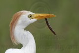 _MG_2949 Cattle Egret.jpg