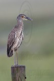 _MG_1822 Yellow-crowned Night-Heron.jpg