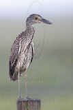_MG_1827 Yellow-crowned Night-Heron.jpg