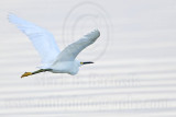 _MG_1779 Snowy Egret.jpg