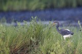 _MG_1841 Tricolored Heron.jpg