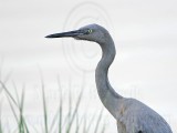 _MG_1766 Reddish Egret.jpg
