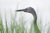 _MG_1769 Reddish Egret.jpg