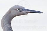 _MG_1872 Reddish Egret.jpg
