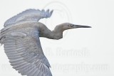_MG_2038 Reddish Egret.jpg