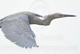 _MG_2039 Reddish Egret.jpg
