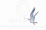 _MG_1883 Royal Tern.jpg