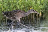 _MG_1940 Clapper Rail.jpg