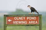 _MG_1733 Crested Caracara.jpg