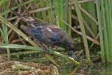 _MG_2366 Boat-tailed Grackle.jpg