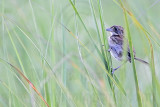 _MG_2055 Seaside Sparrow.jpg