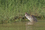 _MG_5002 American Alligator.jpg