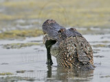 _MG_5445 American Alligator.jpg