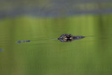 _MG_5539 American Alligator.jpg
