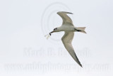 Gull-billed Tern hunting dragonfly - Brazoria NWR complex, Texas - August 12, 2007