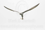 _MG_8213 Gull-billed Tern.jpg