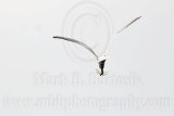 _MG_8221 Gull-billed Tern.jpg