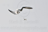 _MG_8223 Gull-billed Tern.jpg