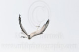 _MG_8224 Gull-billed Tern.jpg