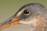 _MG_3679crop Clapper Rail.jpg