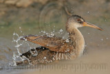 _MG_3874 Clapper Rail.jpg