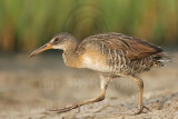 _MG_3912 Clapper Rail.jpg