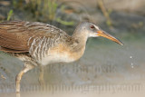 _MG_4231 Clapper Rail.jpg