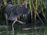 _MG_9858 Clapper Rail.jpg