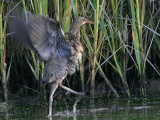 _MG_9861 Clapper Rail.jpg