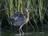 _MG_9863 Clapper Rail.jpg