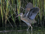 _MG_9891 Clapper Rail.jpg