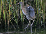 _MG_9892 Clapper Rail.jpg