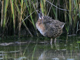 _MG_9918 Clapper Rail.jpg