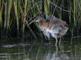 _MG_9921 Clapper Rail.jpg