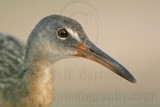 _MG_3688 Clapper Rail.jpg