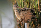 _MG_3758 Clapper Rail.jpg