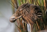 _MG_3762 Clapper Rail.jpg