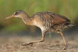 _MG_3907 Clapper Rail.jpg