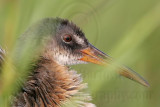 _MG_4197crop Clapper Rail.jpg