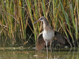 _MG_5066 Clapper Rail.jpg