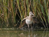_MG_5071 Clapper Rail.jpg