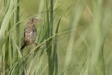 _MG_4290 Seaside Sparrow.jpg